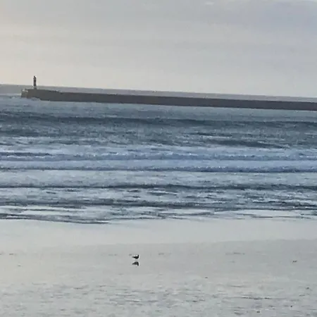 Cozy Com Jardim Árvore