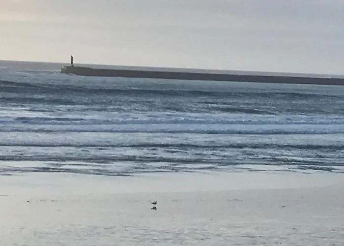 Cozy Com Jardim Árvore